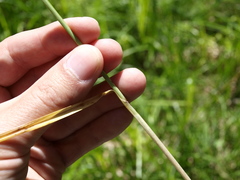 Carex panicea