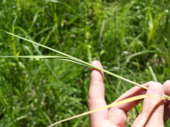 Carex panicea