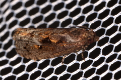 Cryptaspasma