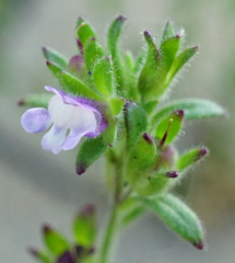 Chaenorhinum litorale