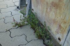 Chaenorhinum litorale