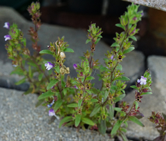 Chaenorhinum litorale