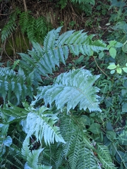 Dryopteris × leedsii