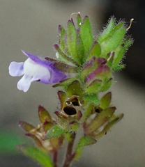 Chaenorhinum litorale