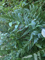 Dryopteris × leedsii