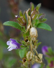 Chaenorhinum litorale