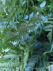 Dryopteris × leedsii