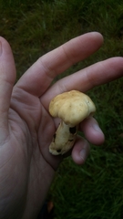 Russula fellea