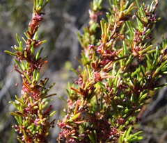 Cliffortia erectisepala