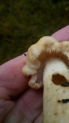 Russula fellea