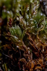 Mnium arizonicum