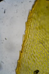 Mnium arizonicum