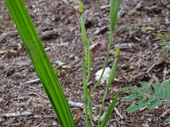Tigridia galanthoides
