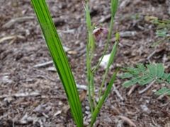 Tigridia galanthoides