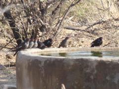 Bubalornis niger niger