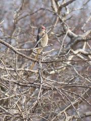 Urocolius indicus transvaalensis