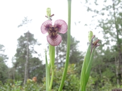 Tigridia galanthoides