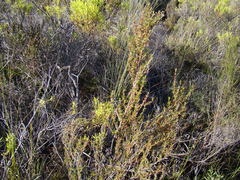 Cliffortia erectisepala