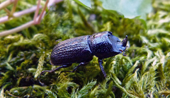 Sinodendron cylindricum