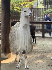 Lama