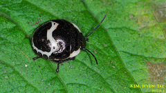 Poecilocoris lewisi