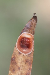 Corinnoidea