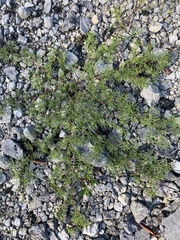 Leucospora multifida