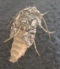 Lasionycta proxima