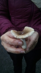 Russula sororia