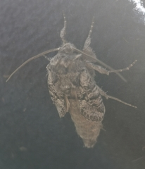 Lasionycta proxima