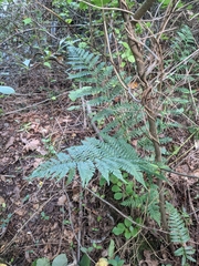 Dryopteris × leedsii