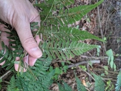 Dryopteris × leedsii
