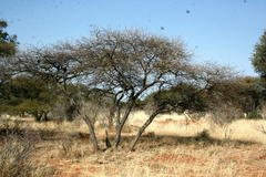 Acacia tortilis subsp. heteracantha image