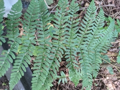 Dryopteris × leedsii