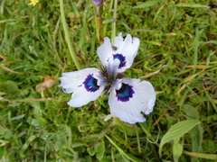 Moraea aristata