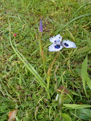 Moraea aristata