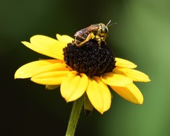 Halictus poeyi