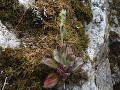 Echeveria nodulosa