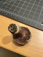 Cortinarius anomalus