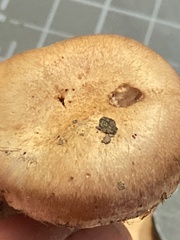 Cortinarius anomalus