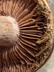 Cortinarius anomalus