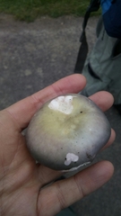 Russula parazurea
