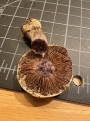 Cortinarius anomalus