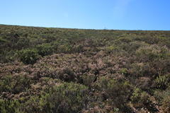 Agathosma foetidissima