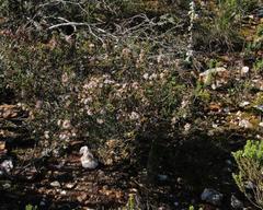 Agathosma foetidissima