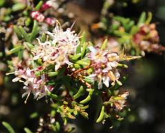 Agathosma foetidissima