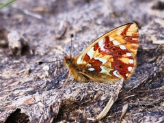 Boloria pales