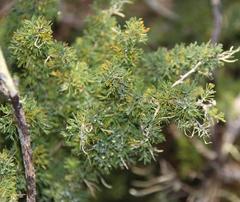 Asparagus capensis capensis