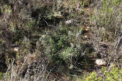 Asparagus capensis capensis