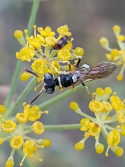 Philanthus pulchellus